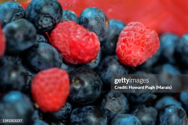 Grape And Raspberry Raspberry Vines Photos and Premium High Res Pictures - Getty Images
