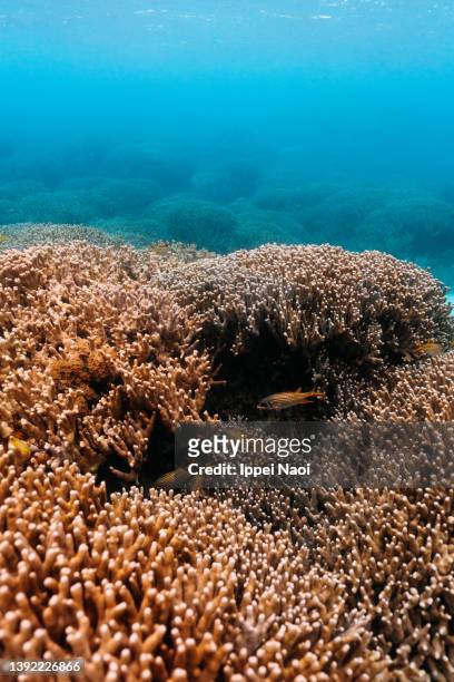 coral of sekisei lagoon, yaeyama islands, okinawa, japan - hard coral stock-fotos und bilder