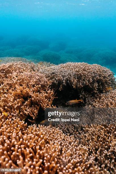 coral of sekisei lagoon, yaeyama islands, okinawa, japan - stenkorall bildbanksfoton och bilder