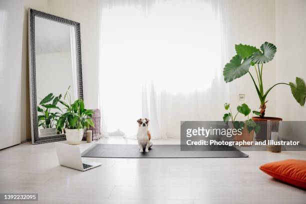 tapis de chien triste à la maison seul - salle yoga photos et images de collection