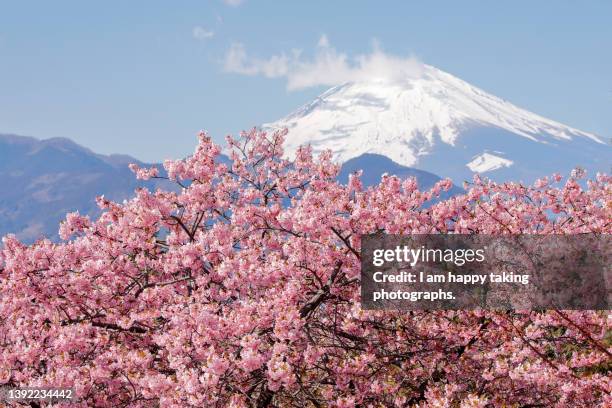 horizontal composition of kawadu cherry blossoms and mt. fuji - satoyama scenery stock-fotos und bilder