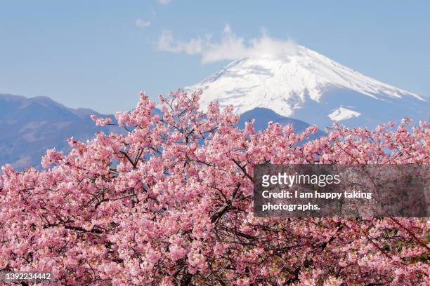 horizontal composition of kawadu cherry blossoms and mt. fuji - satoyama scenery 個照片及圖片檔