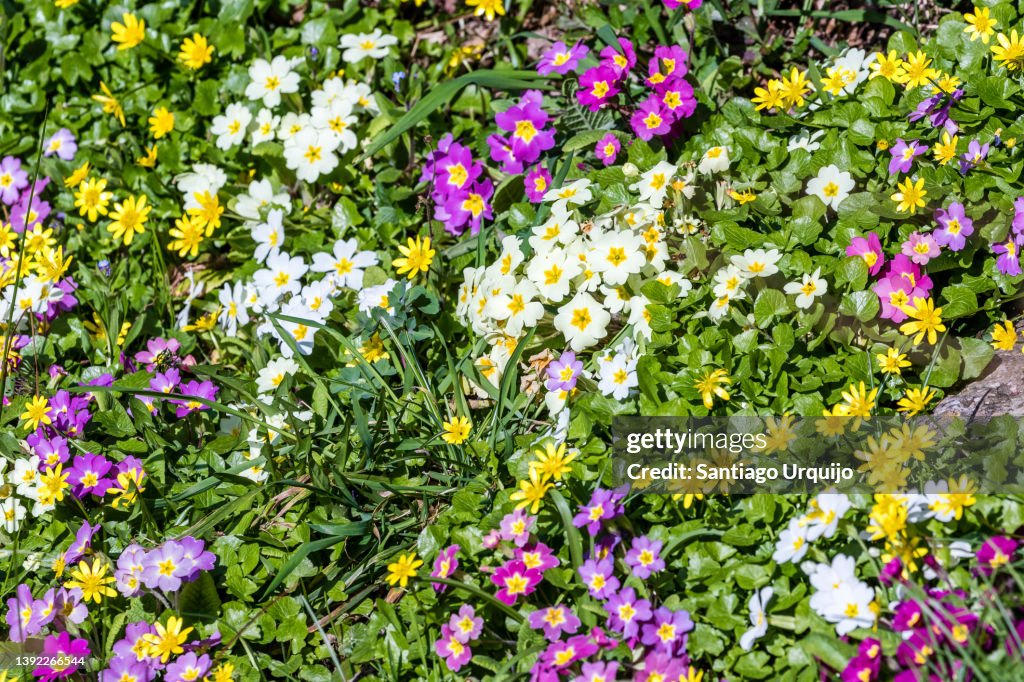 Colorful carpet of primulas