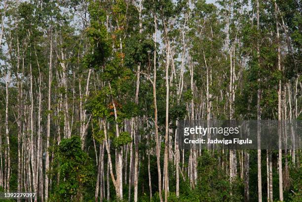 rubber tree rainforest in liberia, west africa. - rubber tree stock pictures, royalty-free photos & images