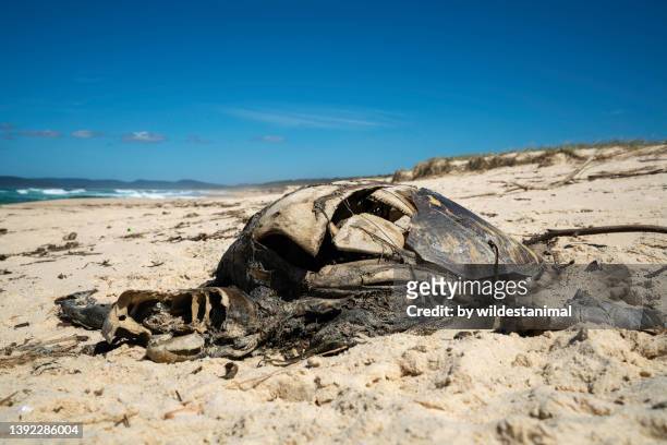 sea turtle carcass - animal muerto fotografías e imágenes de stock