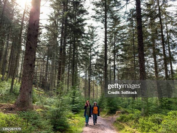 freedom and fresh air - pine woodland stock pictures, royalty-free photos & images