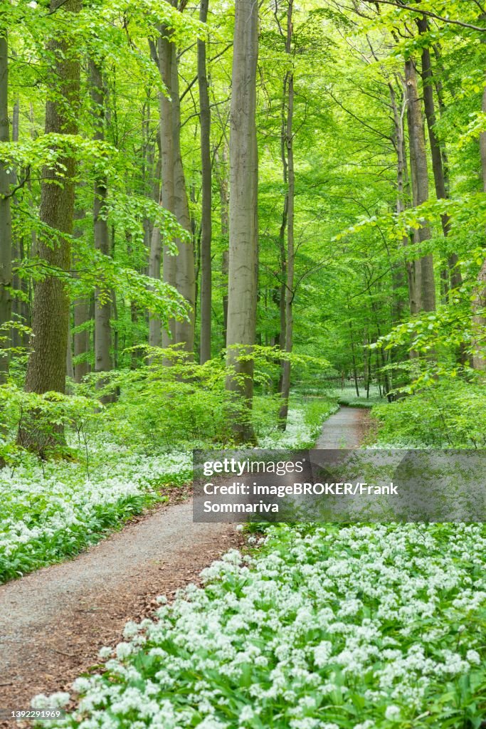 Deciduous Path Path Through Deciduous Forest With Blooming Wild Garlic Hainich ...