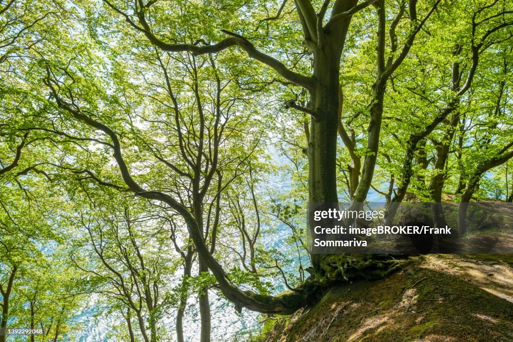 Trees In Germany European Beech Forest Common Beeches On The Steep Coast And Baltic Sea ...