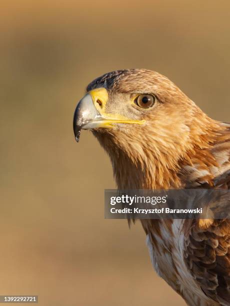spanish imperial eagle in dramatic light - aquila heliaca stock pictures, royalty-free photos & images