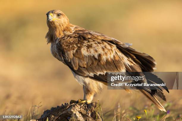 spanish imperial eagle in dramatic light - aquila heliaca stock pictures, royalty-free photos & images