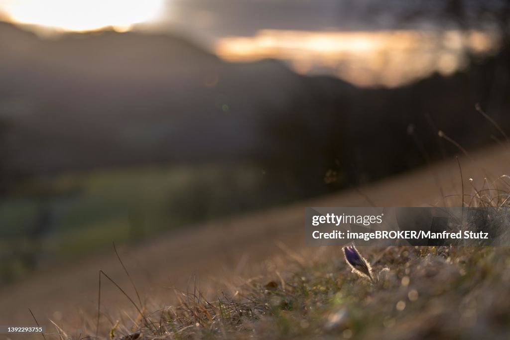 Pasque flower (Pulsatilla vulgaris), single flower in dry meadow at the edge of a forest in the landscape of Canton Aargau, Switzerland