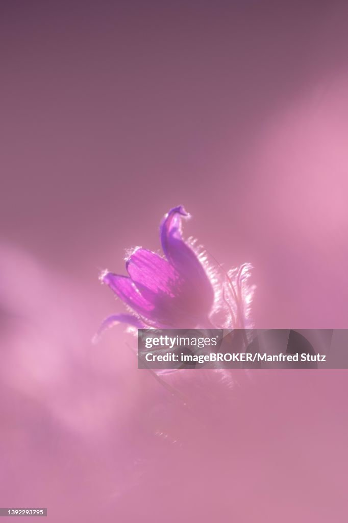 Pasque flower (Pulsatilla vulgaris), single flower in dry meadow at the edge of the forest in the canton of Aargau, Switzerland