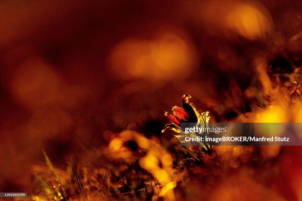 Pasque flower (Pulsatilla vulgaris), single flower in the warm backlight of a dry meadow of the canton of Aargau, Switzerland