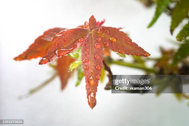 close up and macro photography green foliage japanese maple (acer deshojo) with white background isolated - sugar maple stock pictures, royalty-free photos & images