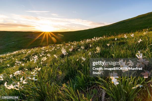 poet's daffodil (narcissus poeticus), sunset, many daffodils in the fribourg alps, canton fribourg, switzerland - daffodil ストックフォトと画像