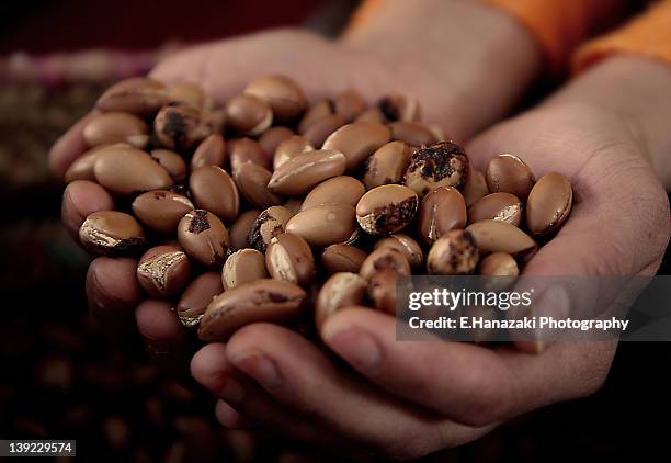 argan seed - argan oil stock pictures, royalty-free photos & images