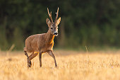 Superior roe deer buck walking on a stubble field in in summer