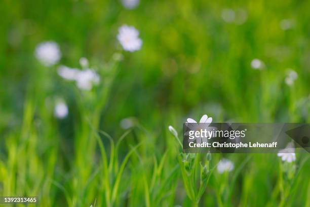 wild daisies in a forest of seine et marne, france - ヒナギク ストックフォトと画像