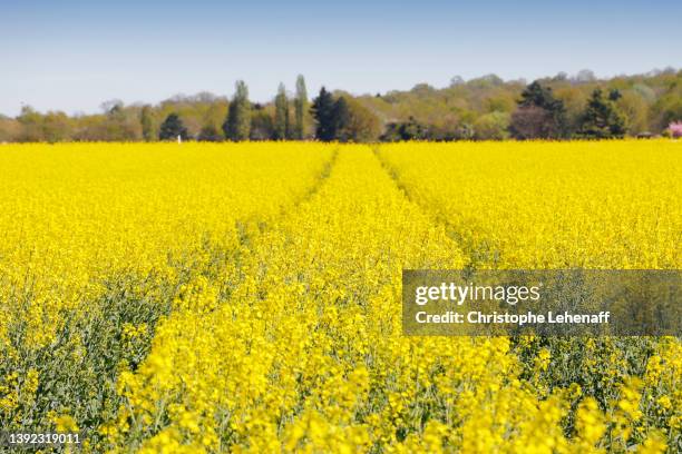 rapeseed field in seine et marne, france - colza foto e immagini stock