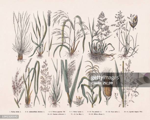 gräser (poaceae), handkolorierter holzstich, veröffentlicht 1887 - schilf stock-grafiken, -clipart, -cartoons und -symbole