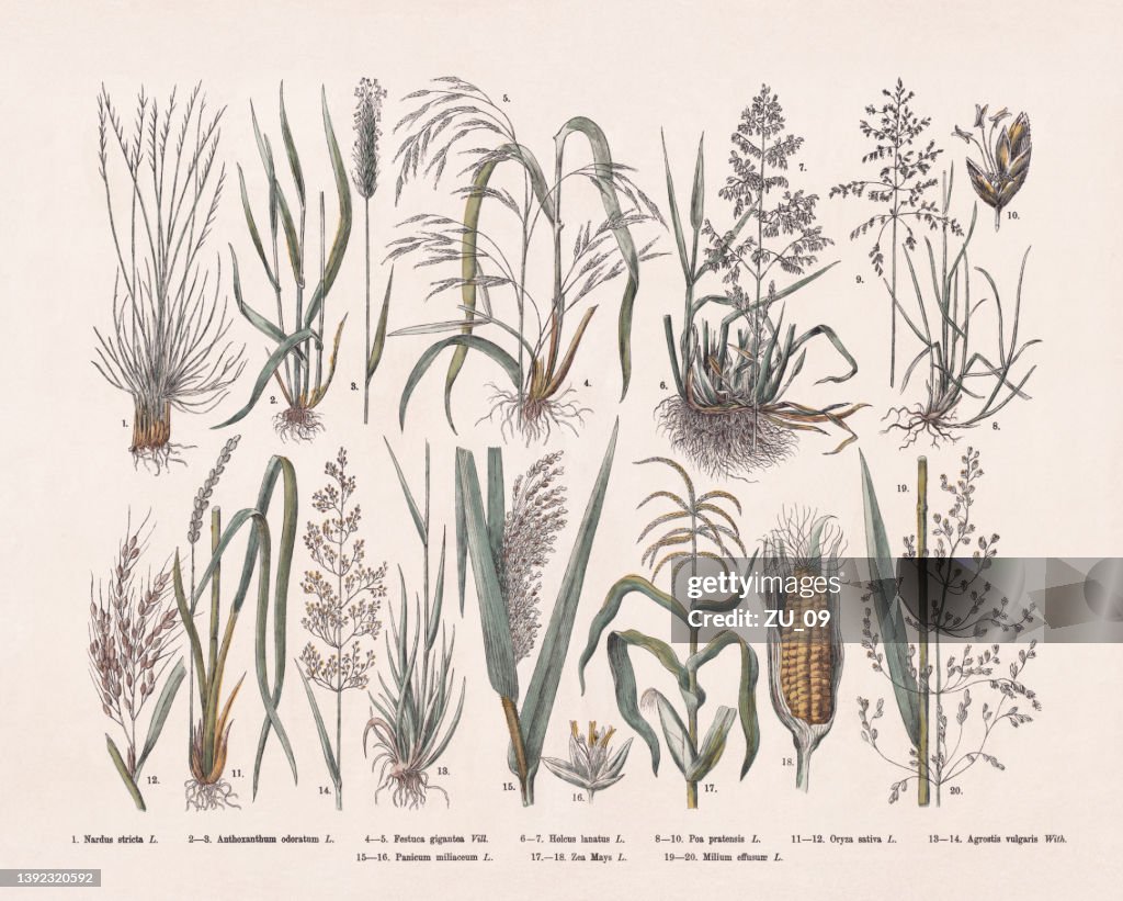 Grasses (Poaceae), hand-colored wood engraving, published in 1887