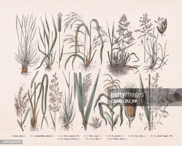 grasses (poaceae), hand-colored wood engraving, published in 1887 - rice cereal plant stock illustrations