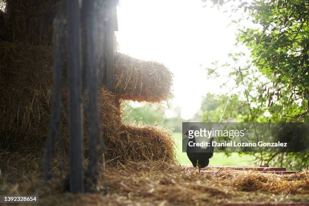 hen standing near barn with hay - straw fotografías e imágenes de stock