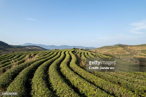 perfectly planned tea garden - monoculture stock pictures, royalty-free photos & images