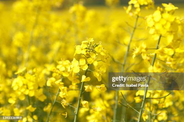 close-up of yellow flowers on field - colza foto e immagini stock
