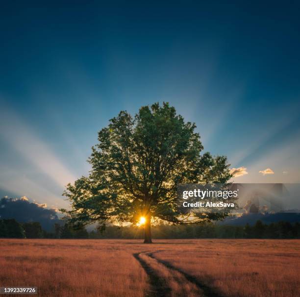 lindo novo dia - árvore isolada - fotografias e filmes do acervo