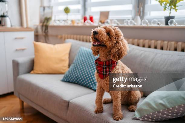 cute poodle sitting on the sofa - brown poodle stockfoto's en -beelden