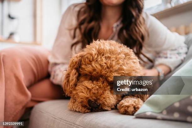 young woman cuddling with dog at home - labradoodle stock pictures, royalty-free photos & images