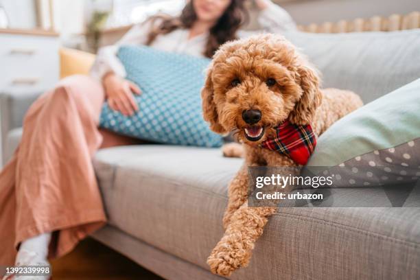 süßer pudel, der auf dem sofa sitzt - labradoodle stock-fotos und bilder