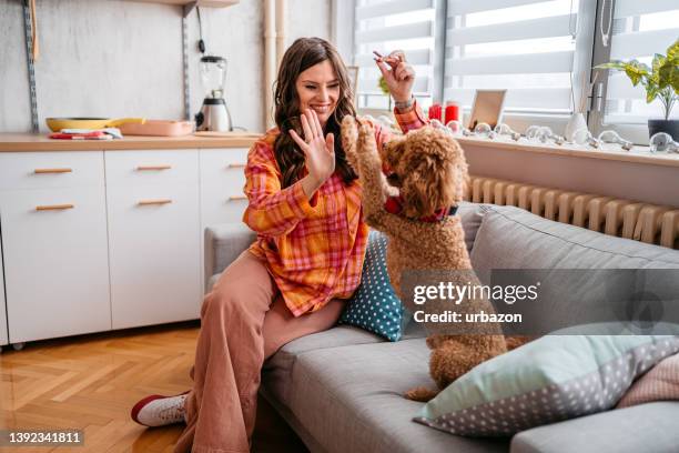 young woman giving her dog a treat - pet equipment stock pictures, royalty-free photos & images