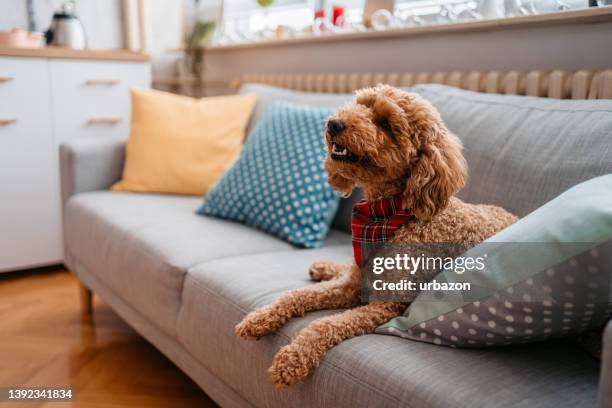 süßer pudel, der auf dem sofa sitzt - labradoodle stock-fotos und bilder