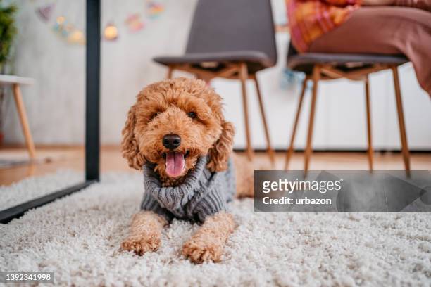 cute poodle lying on floor in apartment - labradoodle stock pictures, royalty-free photos & images