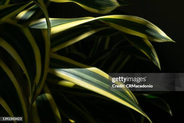 pleomele or lily bamboo or song of india plant in the garden. dracaena reflexa. - dracena plant - fotografias e filmes do acervo