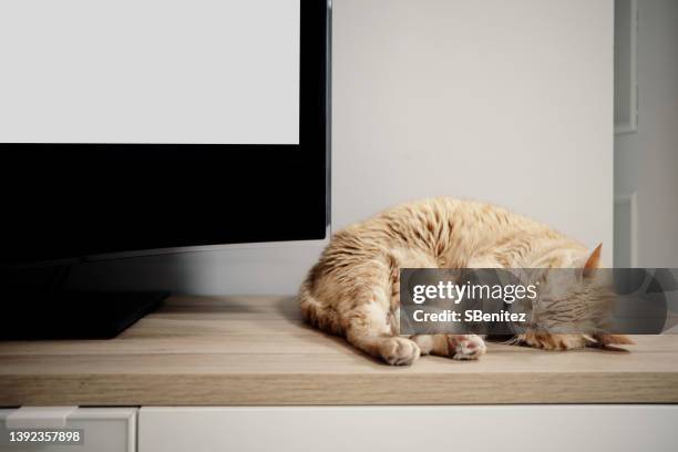 the cat sleeps on the television table - tired cat stock-fotos und bilder