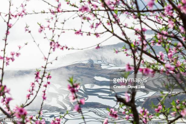 yuanyang hani rice terraces landscape - peach blossom stock pictures, royalty-free photos & images