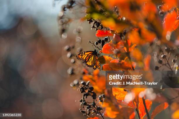 autumn monarch - crape myrtle stock-fotos und bilder
