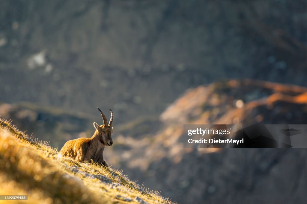 Alpine Ibex enjoys the morning sun in the alps