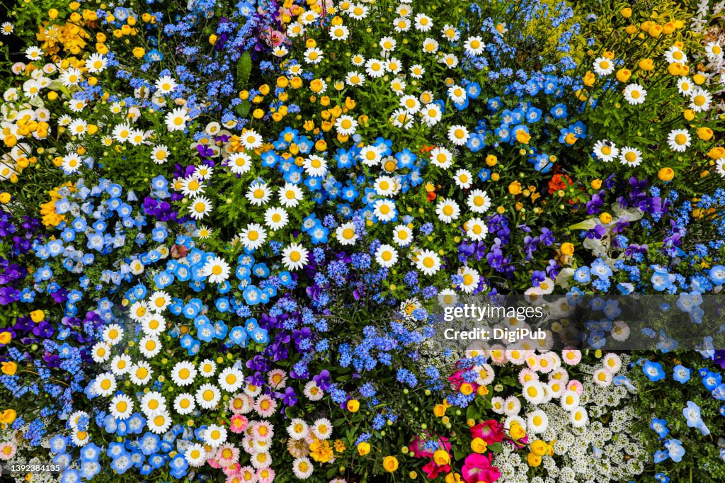 Flowers Full Frame