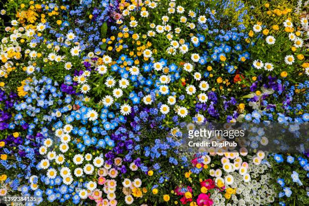 flowers full frame - annuals stock pictures, royalty-free photos & images