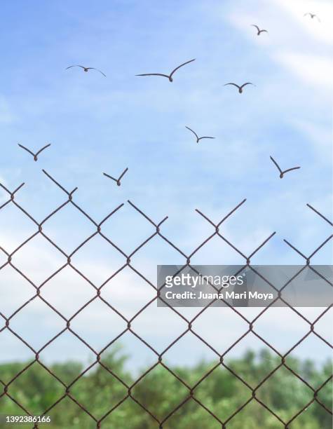 freedom. there are no borders, no limits. - prison fence stock pictures, royalty-free photos & images