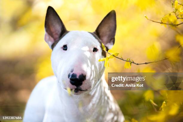 portrait of a bullterrier dog - bull terrier stock pictures, royalty-free photos & images