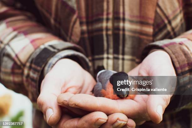 man's hands with a bullfinch (pyrrhula pyrrhula) - red shirt stockfoto's en -beelden