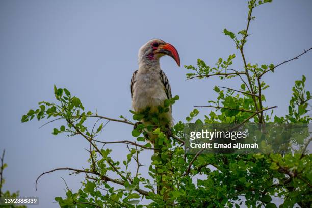 hornbill in tarangire national park, tanzania - tarangire national park stockfoto's en -beelden