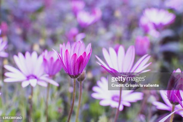 closeup purple daisy - margarida imagens e fotografias de stock