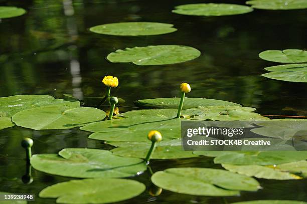 water flowers on a lake, masuria, poland - mazury stockfoto's en -beelden