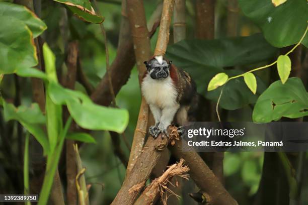 mono tití - panama wildlife stock pictures, royalty-free photos & images